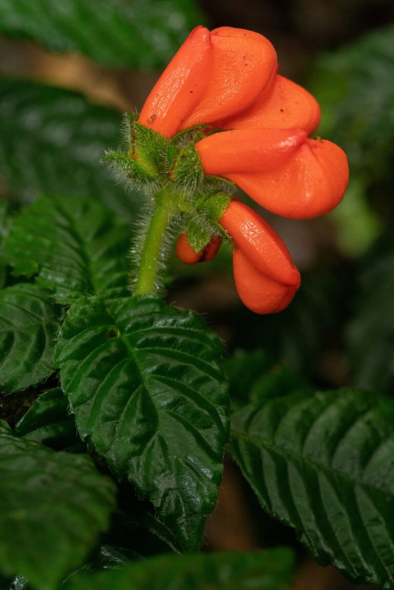 Lost South American wildflower named ‘extinctus’ rediscovered (but still endangered)_625d649d7be86.jpeg