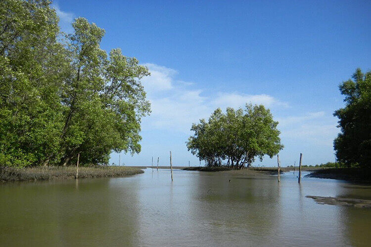 Remote sensing helps track carbon storage in mangroves_62b31502a349a.jpeg