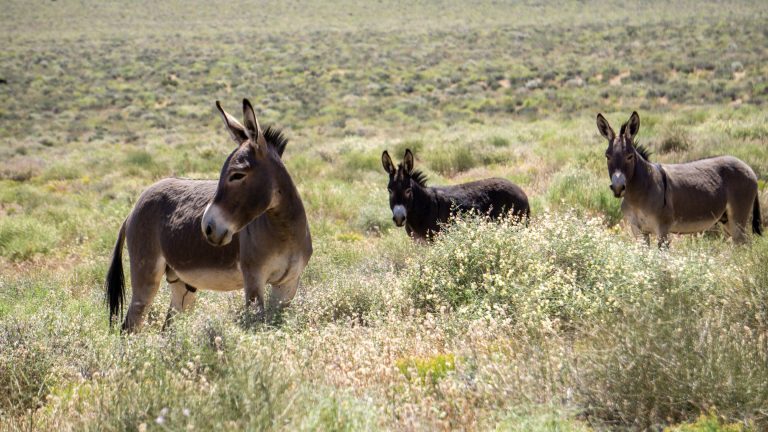 Introduced donkeys and indigenous pumas are helping to resurrect extinct food webs in Death Valley_62e28b0ecfda2.jpeg