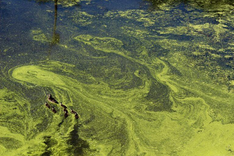 Algal toxin produced by brackish water species detected in Oder water, natural causes unlikely_63061c1a72863.jpeg