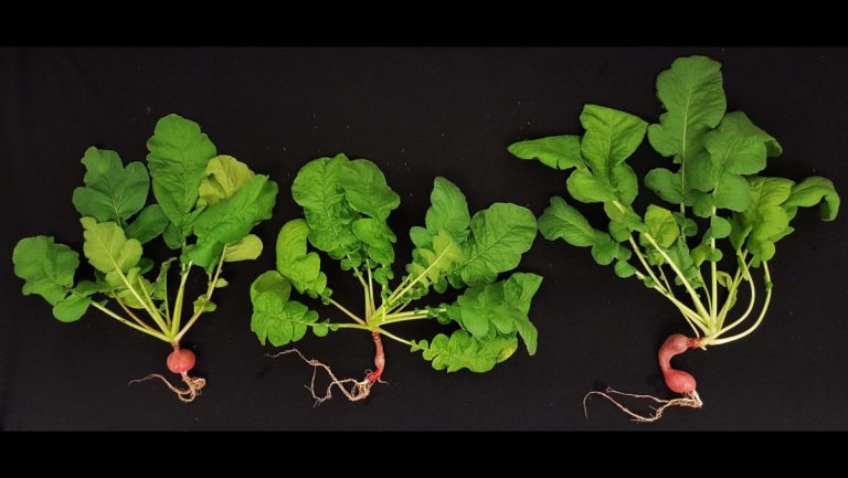 Want to grow plants on Mars? High school student project finds 2 tricks for Red Planet_62fe33a0b0596.jpeg