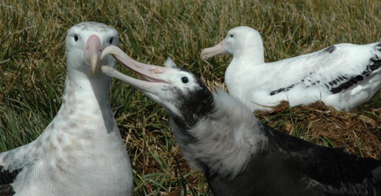 Albatrosses from space: Wildlife detectives needed_63173fa6bb256.jpeg