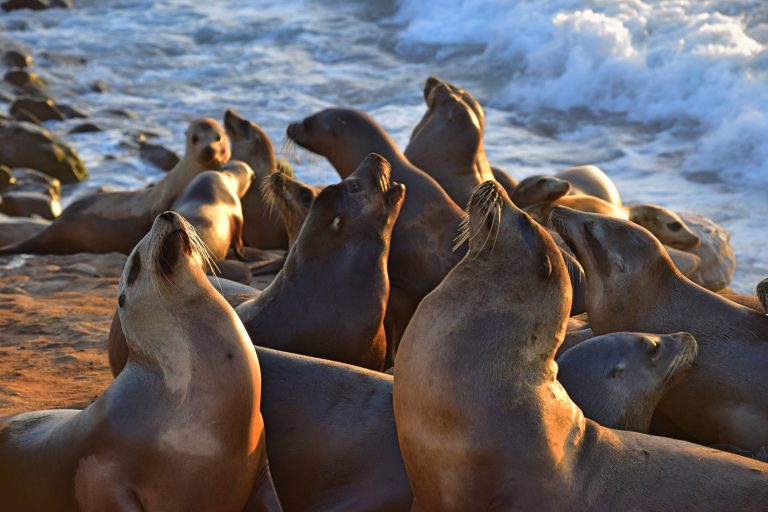 How hair dye is helping conservation of Australian sea lion population_63383538ad6f0.jpeg