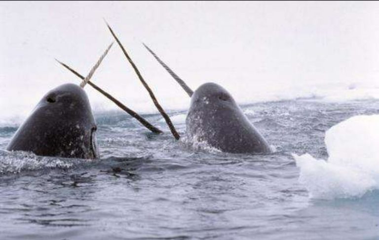 Satellite telemetry data shows narwhals altering seasonal migration patterns in response to climate change_63592ab75935b.jpeg