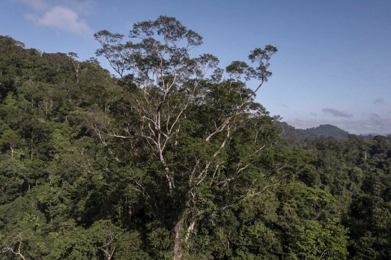 Scientists reach tallest tree ever found in Amazon_63416f9bd5e9e.jpeg