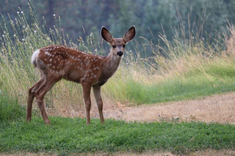 Wildfires reshape forests and change the behavior of animals that live there_6351419ae5027.jpeg