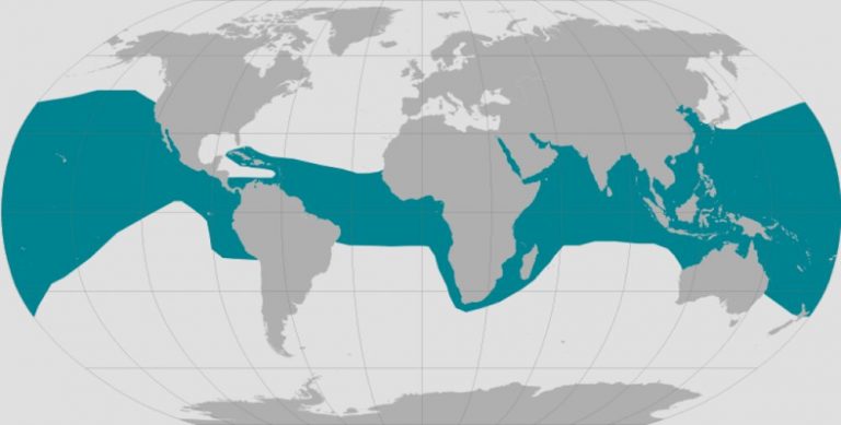 Olive ridley sea turtles are constantly on the move, so protective zones should follow them_6365082674912.jpeg