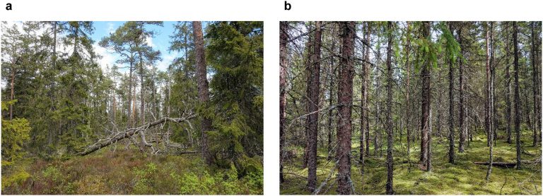 Study uncovers widespread and ongoing clearcutting of Swedish old forests_636cf11ce7fc1.jpeg