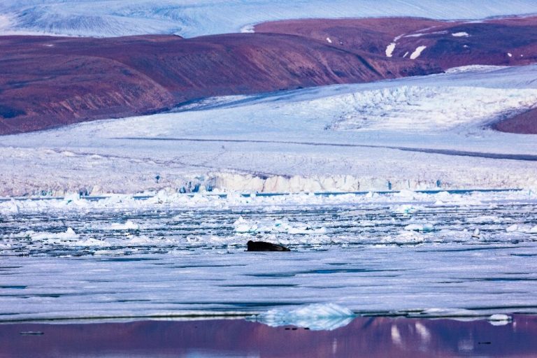 Thinning Greenland ice sheet may mean more sea level rise: study_63723729c9314.jpeg