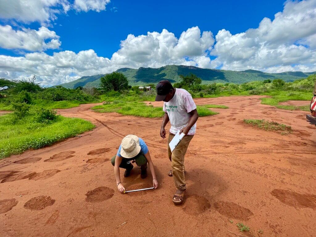 Study reveals that wild African elephants choose paths leading directly to their favorite food_639db89f377ef.jpeg