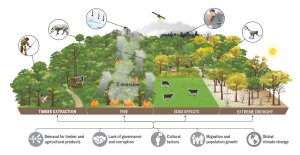 Human activity has degraded more than a third of the remaining Amazon rainforest, scientists find_63d3c64fe80ff.jpeg