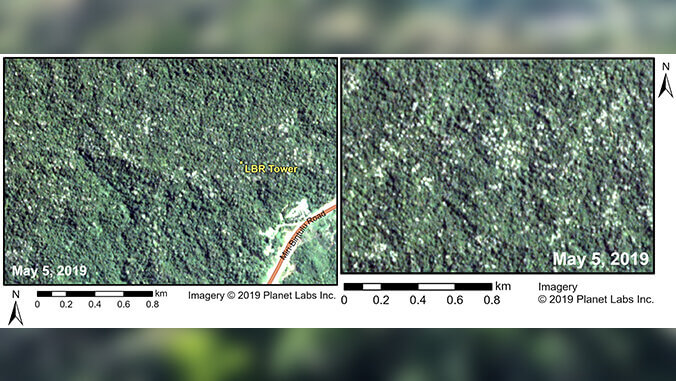 First look at tropical blooming trees using space satellites_63f8b03847be4.jpeg