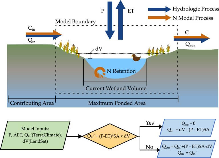 Study finds small isolated wetlands are pollution-catching powerhouses_63dd00a60cb24.jpeg