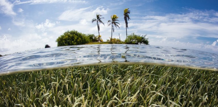 Tropical seagrass meadows are sand factories that could protect coral reef islands from sea-level rise_63f0c72a922d2.jpeg