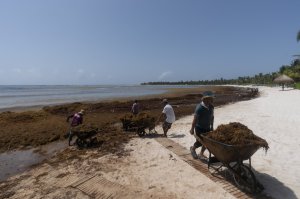 Behind massive seaweed belt headed for some Atlantic beaches_641b23e92a651.jpeg