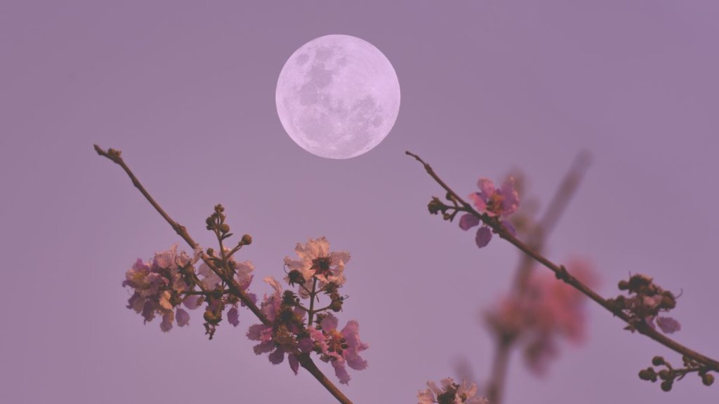 Pink Moon rises overnight tonight! Watch April’s full moon live in a free webcast_642ed2f8b68b9.jpeg