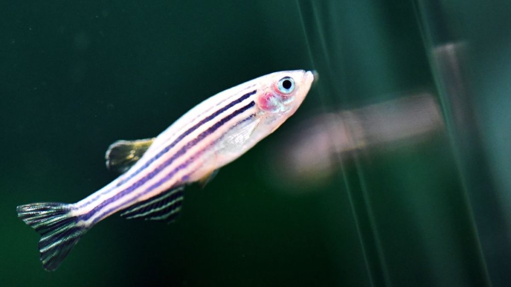 China is sending zebrafish to the Tiangong space station_64be830754034.jpeg