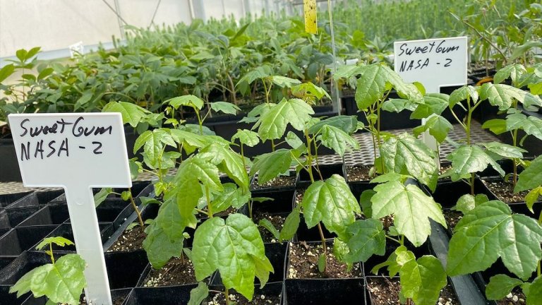 NASA and Forest Service offer seedlings to grow Artemis ‘moon trees’_64ea0e3d4ede0.jpeg