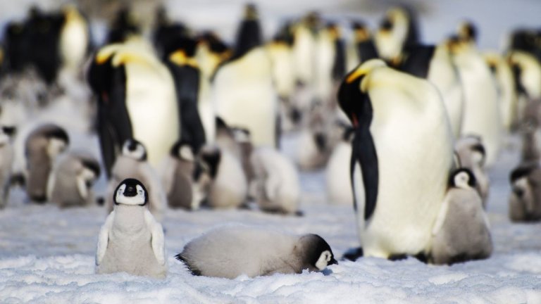 Satellites reveal catastrophic year for emperor penguins amid climate crisis in Antarctica (photos)_64e7c238cb5a9.jpeg