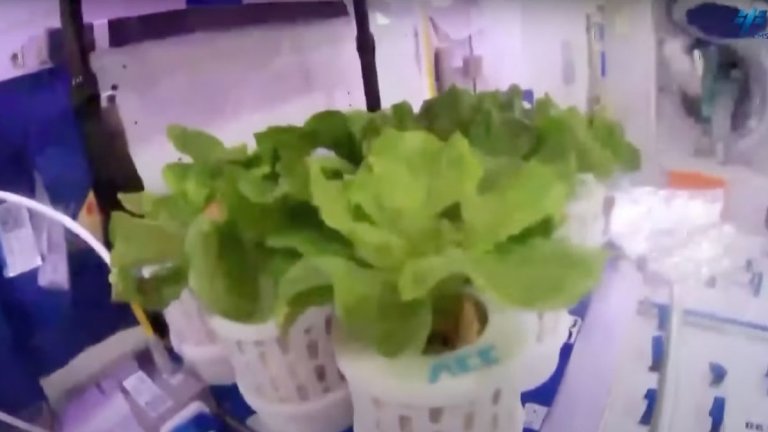 China’s astronauts have been tending a ‘space garden’ in orbit (video)_650b2f2b05f9d.jpeg