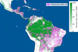 How to tackle the global deforestation crisis_65147defbb75f.jpeg