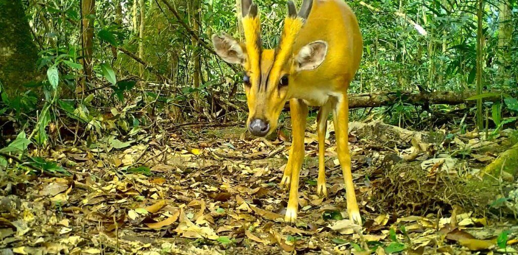 Leakage or spillover? Conservation parks boost biodiversity outside them, but there’s a catch, new study shows_65147f84449c6.jpeg