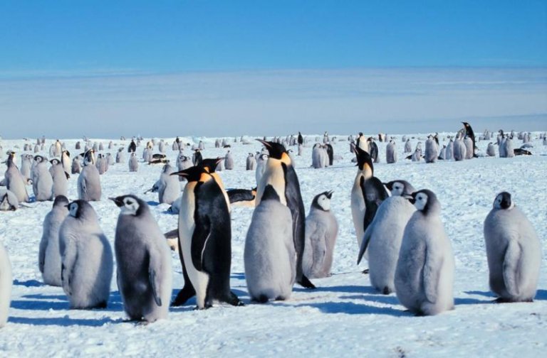 Loss of Antarctic sea ice causes catastrophic breeding failure for emperor penguins_65147f93460d0.jpeg