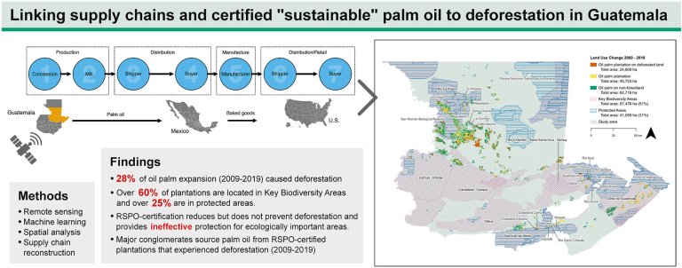 Palm oil plantations and deforestation in Guatemala: Certifying products as ‘sustainable’ is no panacea_6514813fd0f8d.jpeg