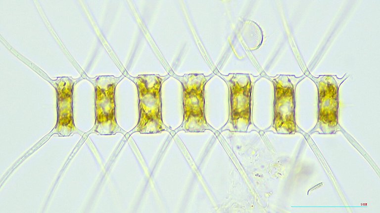 Researcher discusses marine plankton and ecosystems affected by climate change_65147eb20920d.jpeg