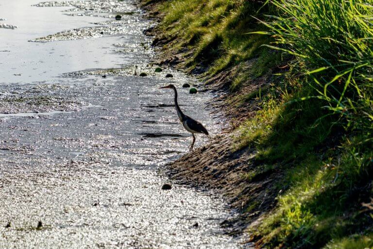 Seven things you should know about blue-green algae_651481fc79353.jpeg