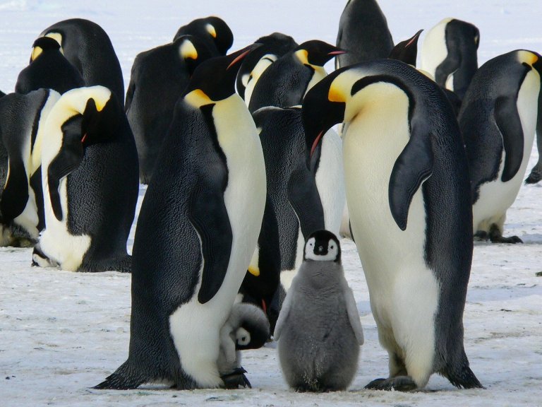 Short term outlook for emperor penguins may not be as dire as predicted_6515dce9f347b.jpeg