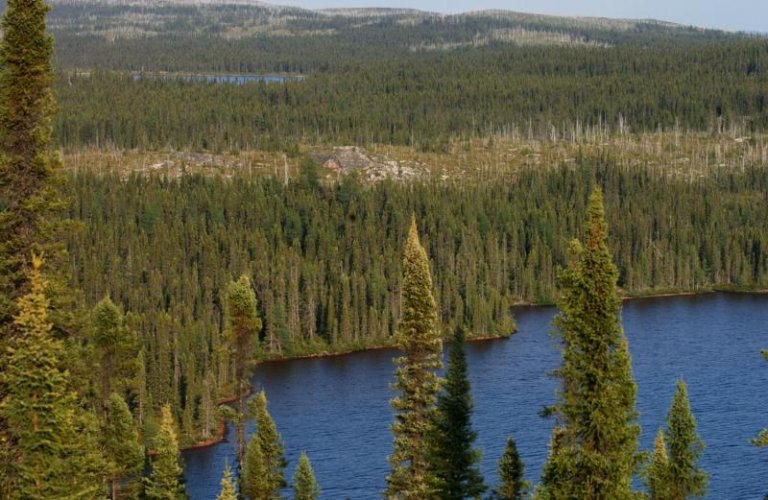 Swedish study shows secondary forests more sensitive to drought than primary forests_651480be40f1d.jpeg