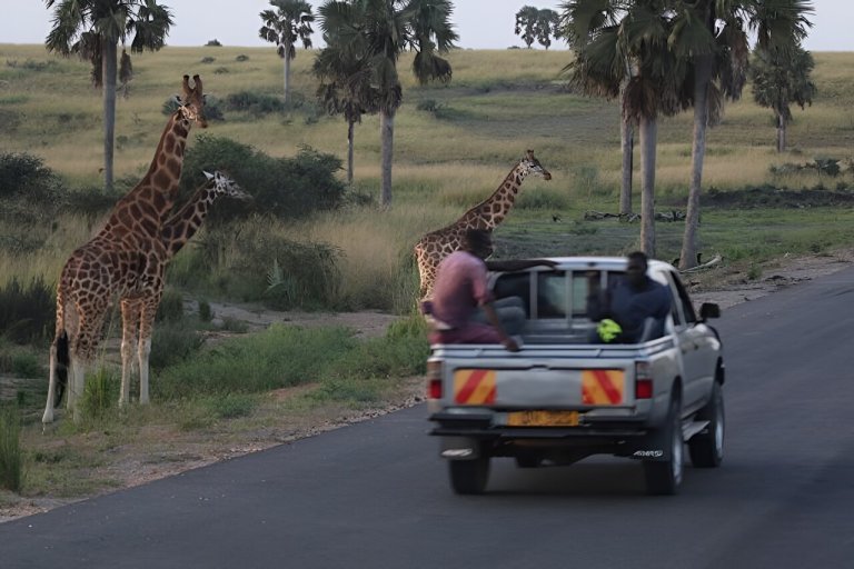 Using GPS, satellites and statistics to track and protect giraffes across a range of diverse African habitats_65147f122f057.jpeg