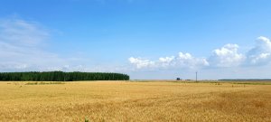 1.6 million acres of Great Plains grasslands were destroyed in 2021 alone, World Wildlife Fund says_653d34135cec9.jpeg