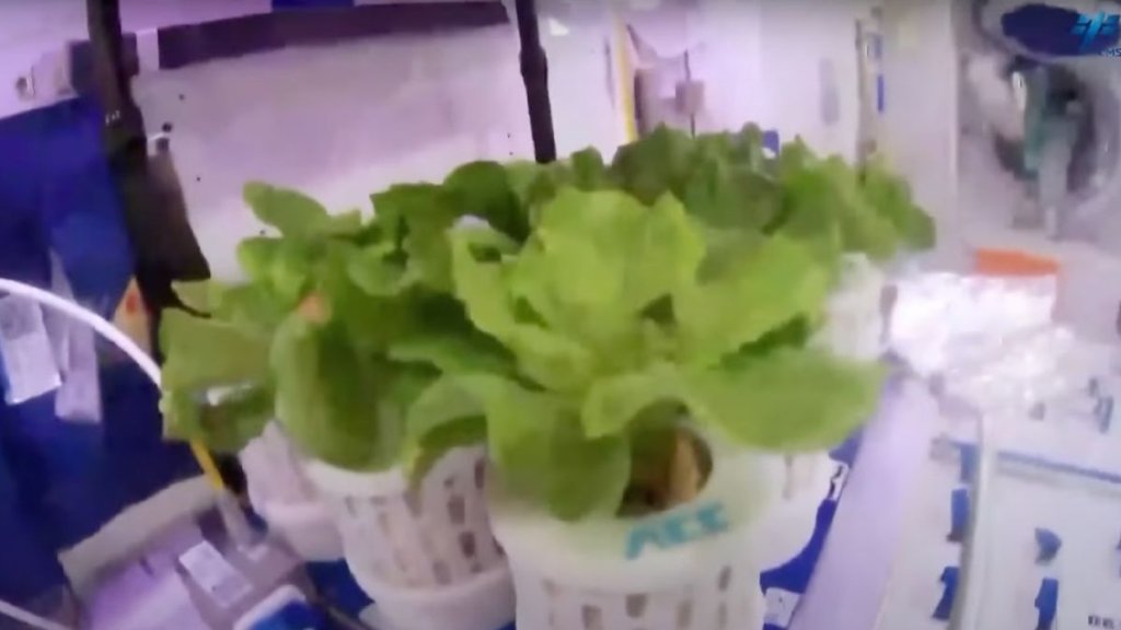 China’s astronauts grow vegetables in orbit, with an eye on deep space exploration_653fb567d3148.jpeg