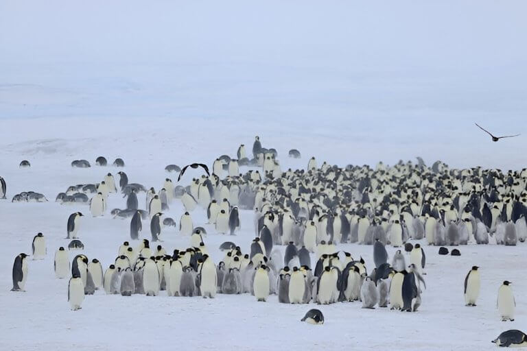 Emperor penguins face a bleak future, but some colonies will do better than others in diverse sea-ice conditions_651c20b594fd4.jpeg