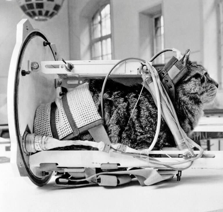 On This Day In Space: Oct. 18, 1963: Félicette Becomes the 1st Cat in Space! >^..^_652fea6583301.jpeg