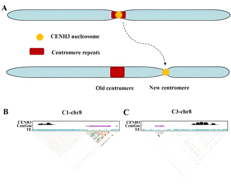 Scientists reveal centromere repositioning in soybean genome_6529a40d3425d.jpeg