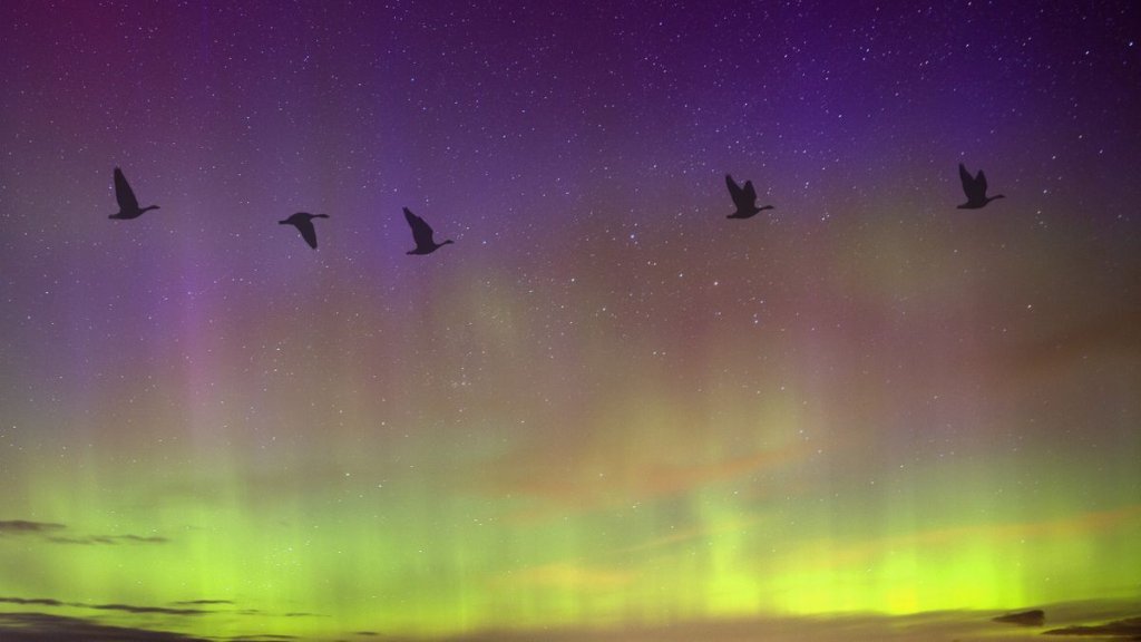 Severe space weather is messing up bird migrations, new study suggests_65255a3bb7ab2.jpeg