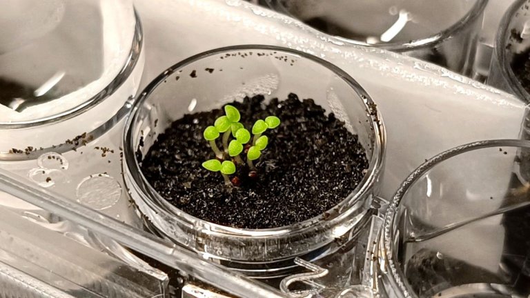 Astronauts might be able to grow plants on the moon, thanks to a few Earth microbes_654d4bf63bd0d.jpeg