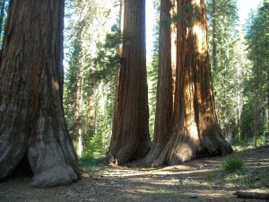 The National Park Service wants to plant sequoias: Environmentalists sue, say there’s no need to interfere_656753c5c001a.jpeg