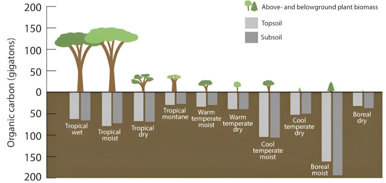 The world’s boreal forests may be shrinking as climate change pushes them northward_6549264471eca.jpeg