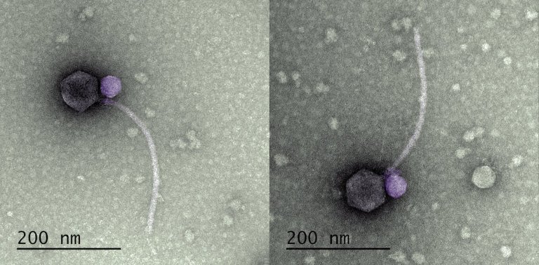 Vampire viruses prey on other viruses to replicate themselves—and may hold the key to new antiviral therapies_654957f33936f.jpeg