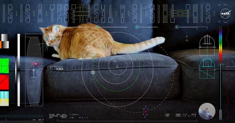 NASA Receives Cat Video From 19 Million Miles Away_65830489d7a53.jpeg