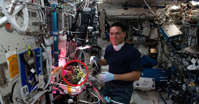 Space Station Astronauts Find Desiccated Tomato After Blaming Colleague for Its Theft_657778d2a113b.jpeg