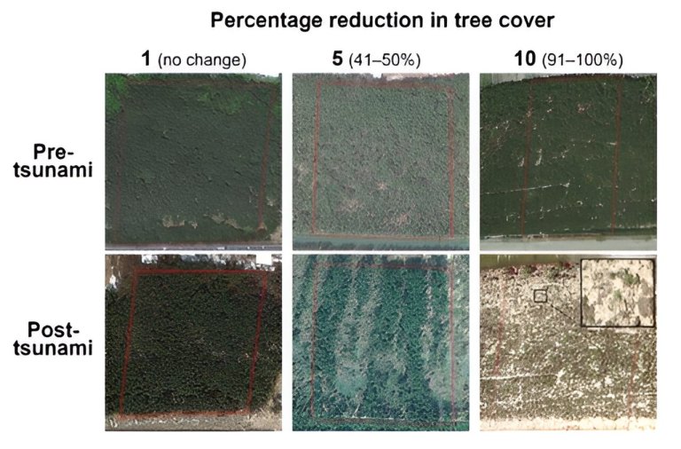 Mixed forests protect coastal areas from tsunami impacts better than monoculture forests, finds study_65996ad0cdc36.jpeg