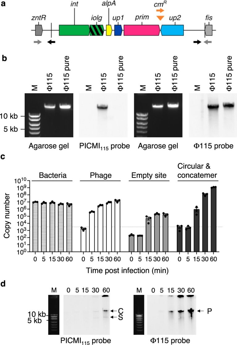 Tiny hitchhikers: Scientists uncover new ‘mini-satellites’ in sea bacteria_65b2774faba1c.jpeg