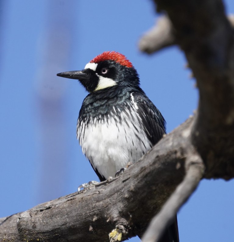 Wildlife smoke may curb movement, sociability of woodpeckers_65b2775a6a473.jpeg