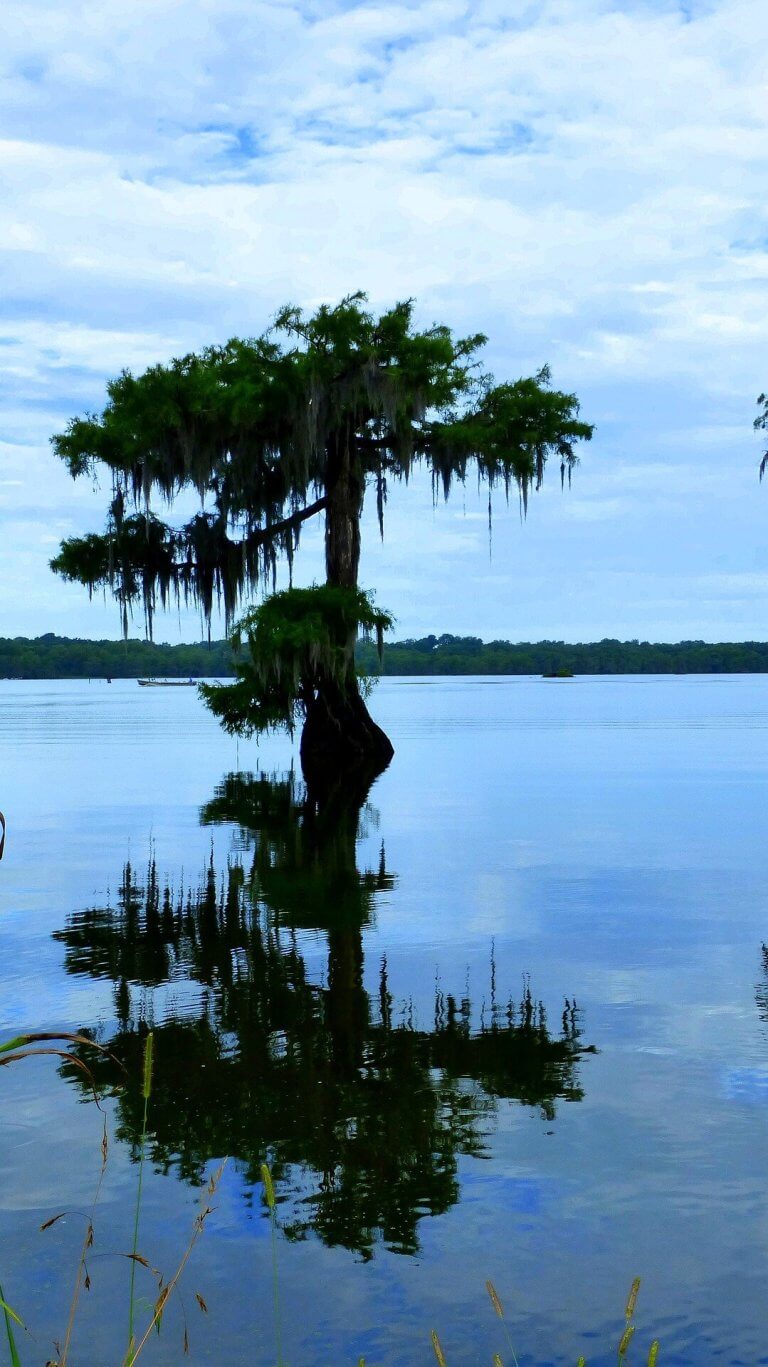 New ‘time travel’ study reveals future impact of climate change on coastal marshes_65ce26cfc10ec.jpeg