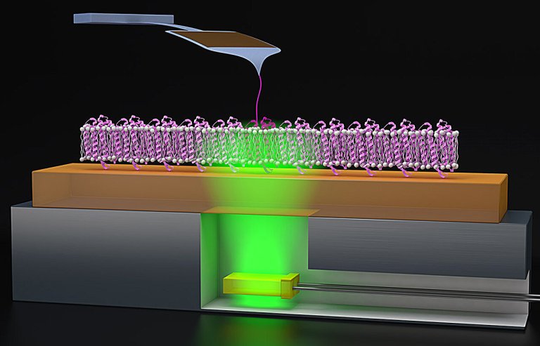 Probing proton pumping: New findings on protein folding in bacteriorhodopsin_65c63dece3cff.jpeg